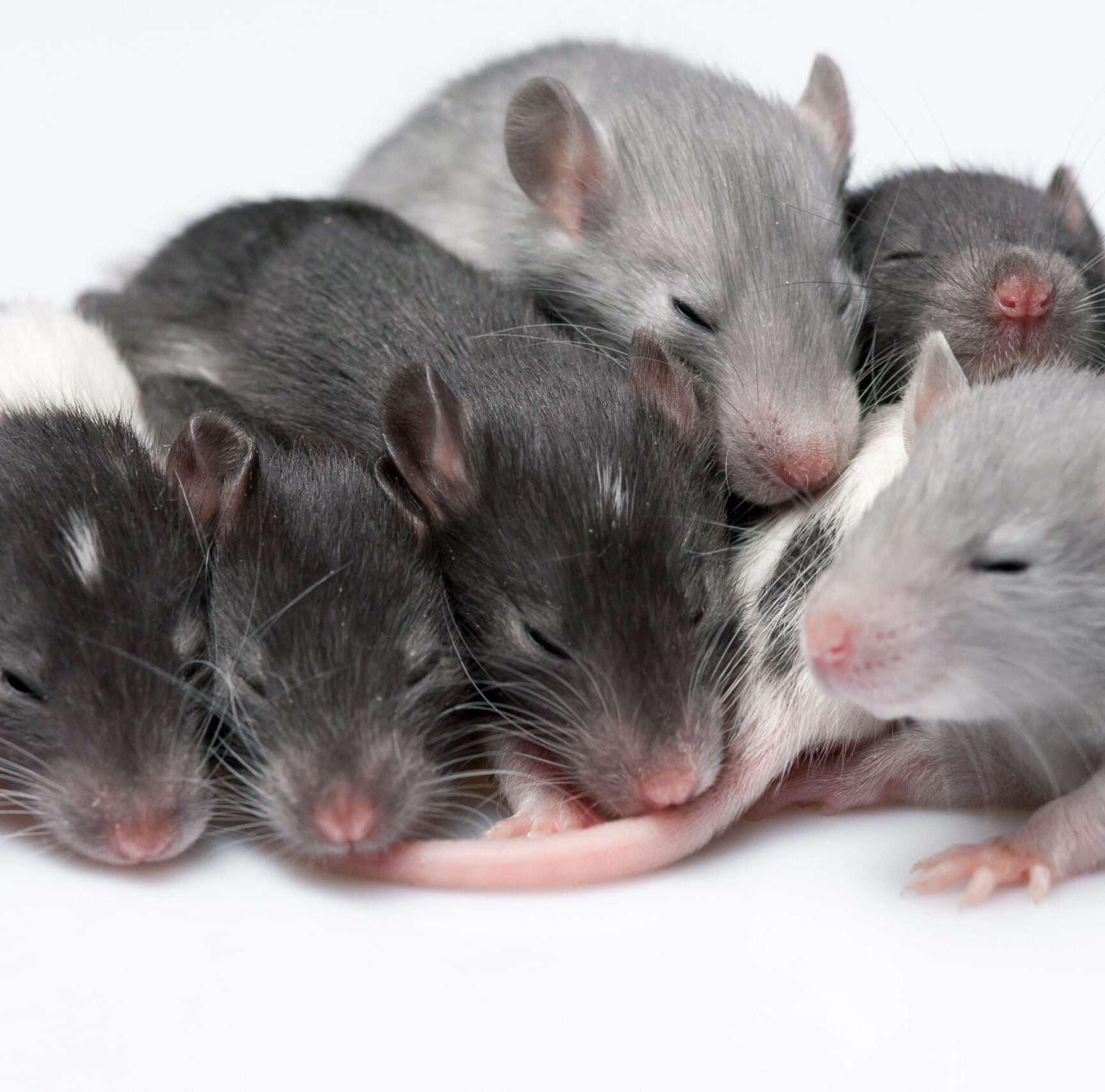 Baby rats nesting