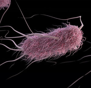 e-coli